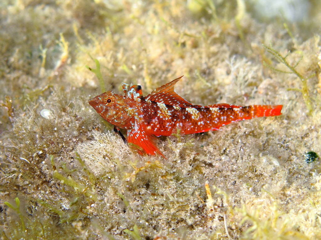 Red-black Triplefin