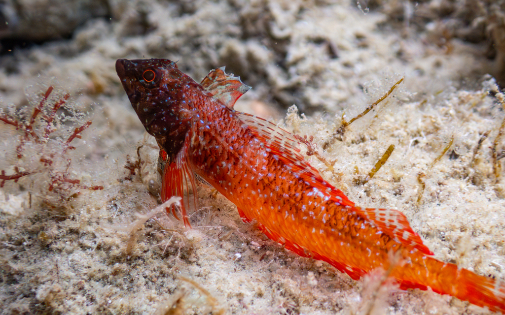 Red-black Triplefin