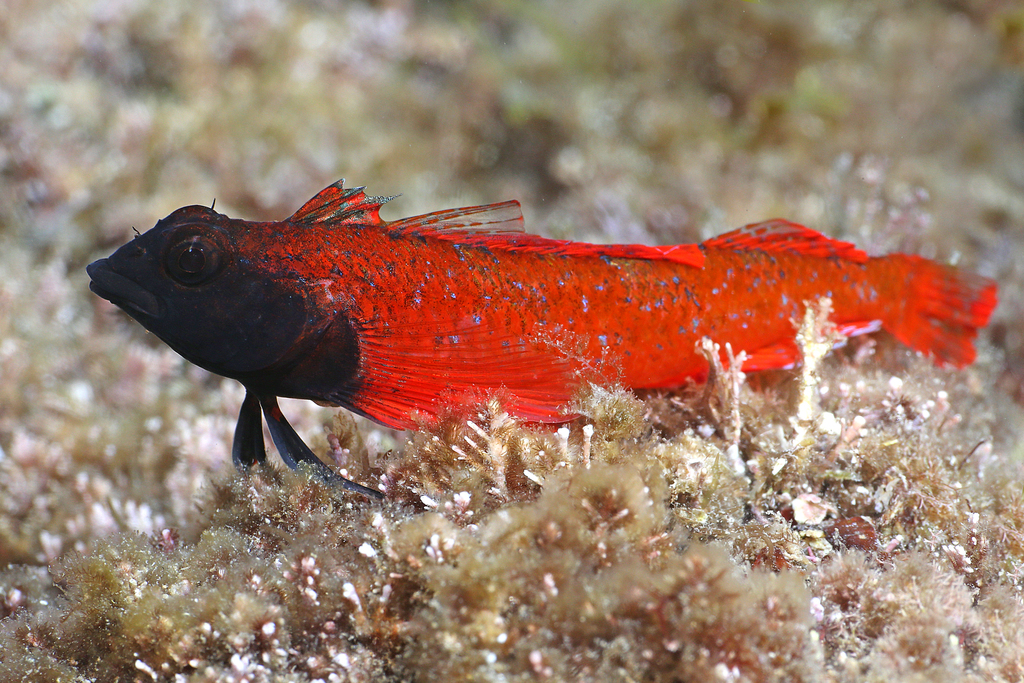 Red-black Triplefin