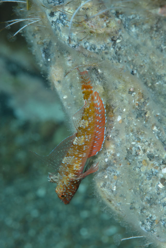Red-black Triplefin