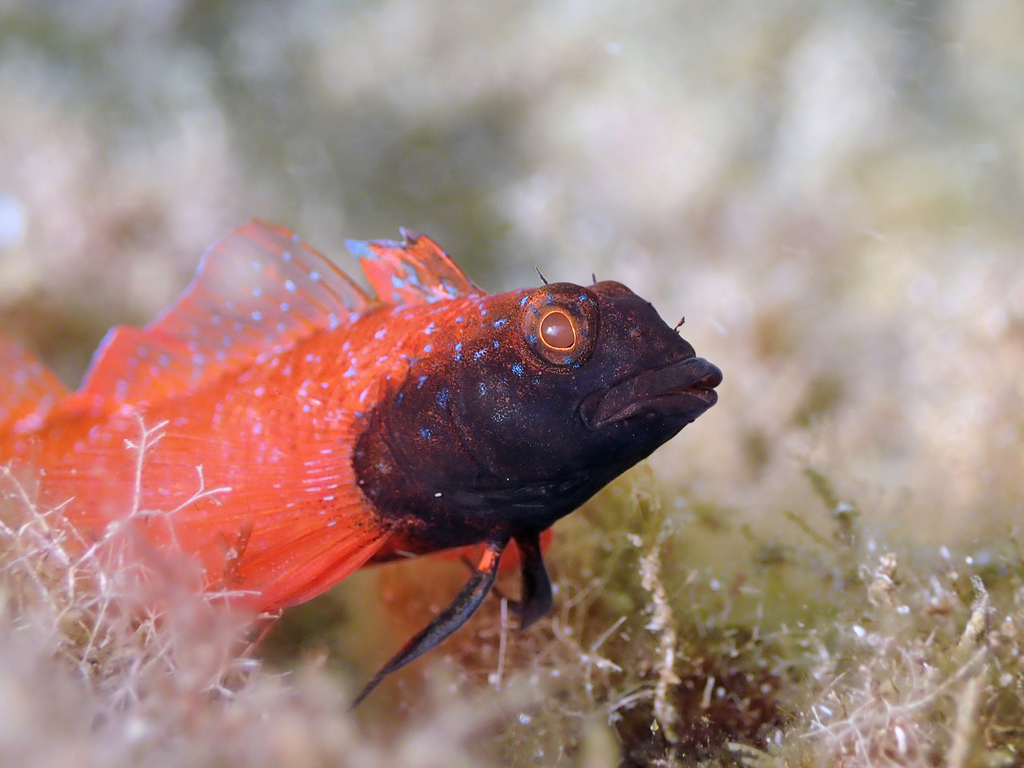 Red-black Triplefin