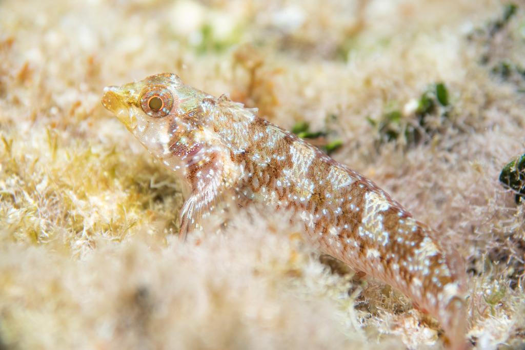 Red-black Triplefin