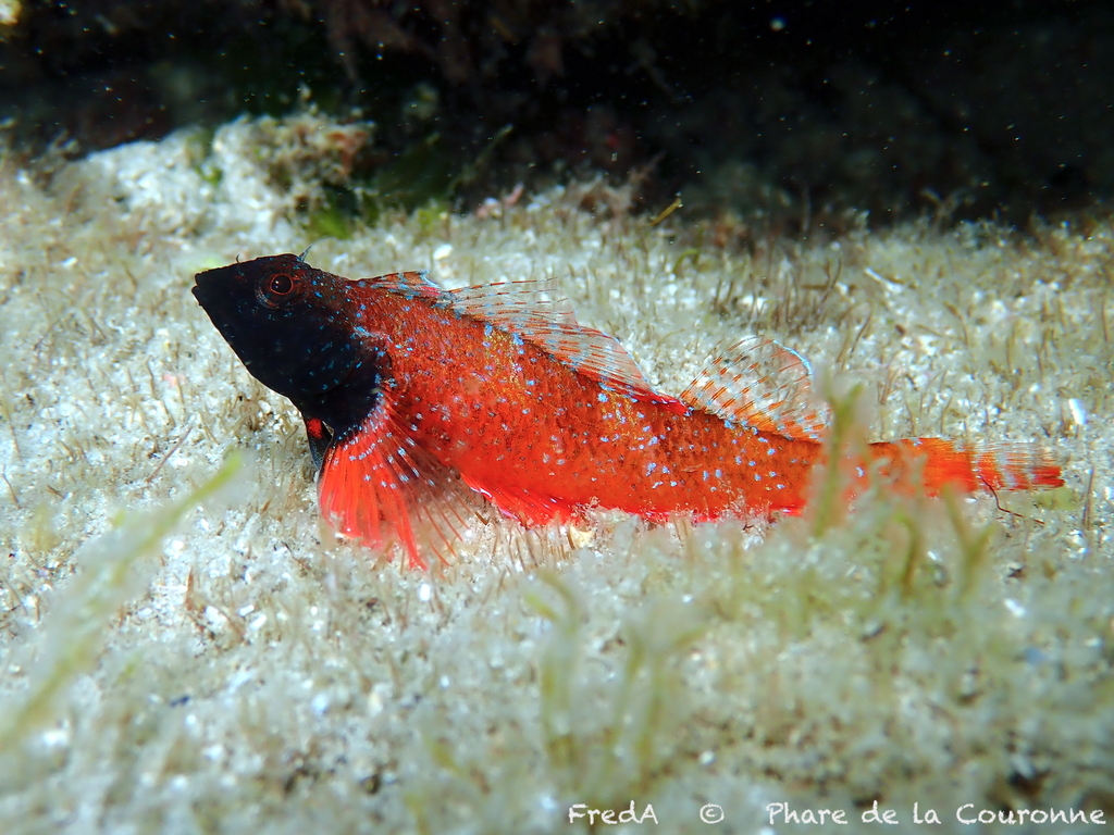 Red-black Triplefin