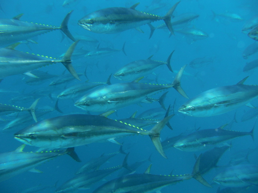 Atlantic Bluefin Tuna