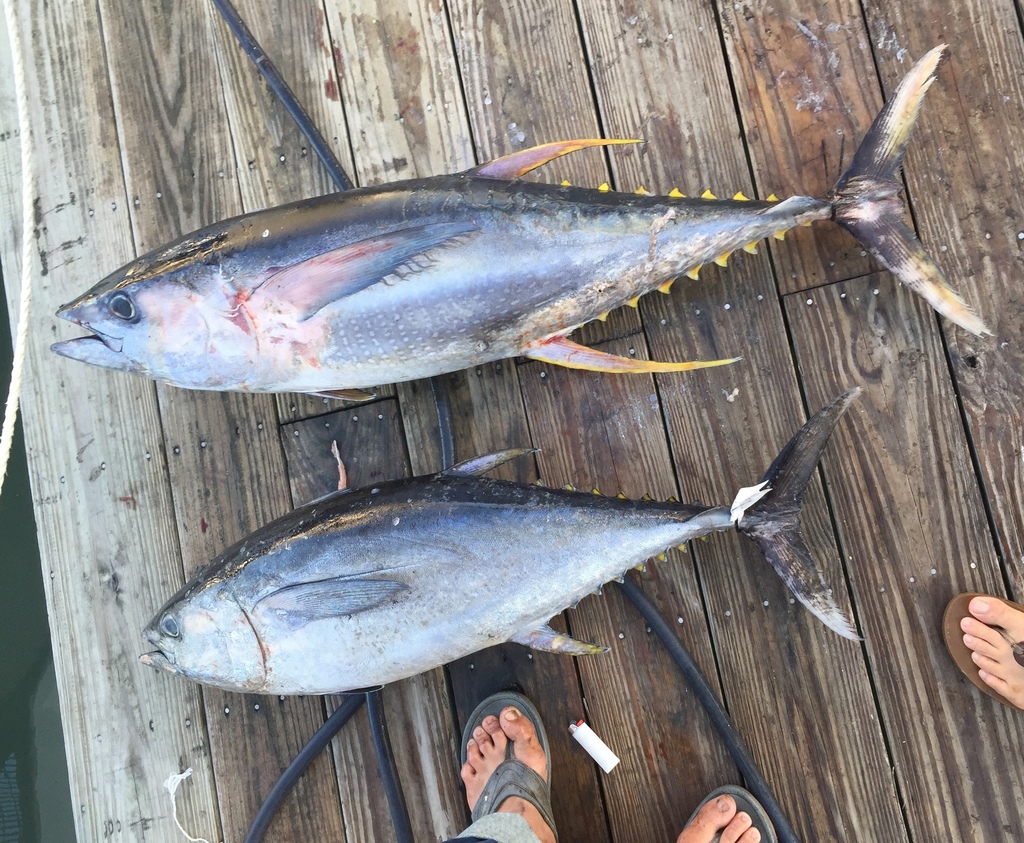 Atlantic Bluefin Tuna