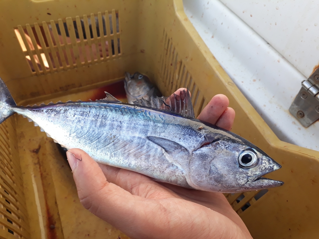 Atlantic Bluefin Tuna