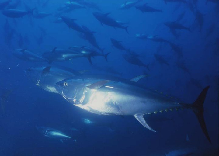 Atlantic Bluefin Tuna