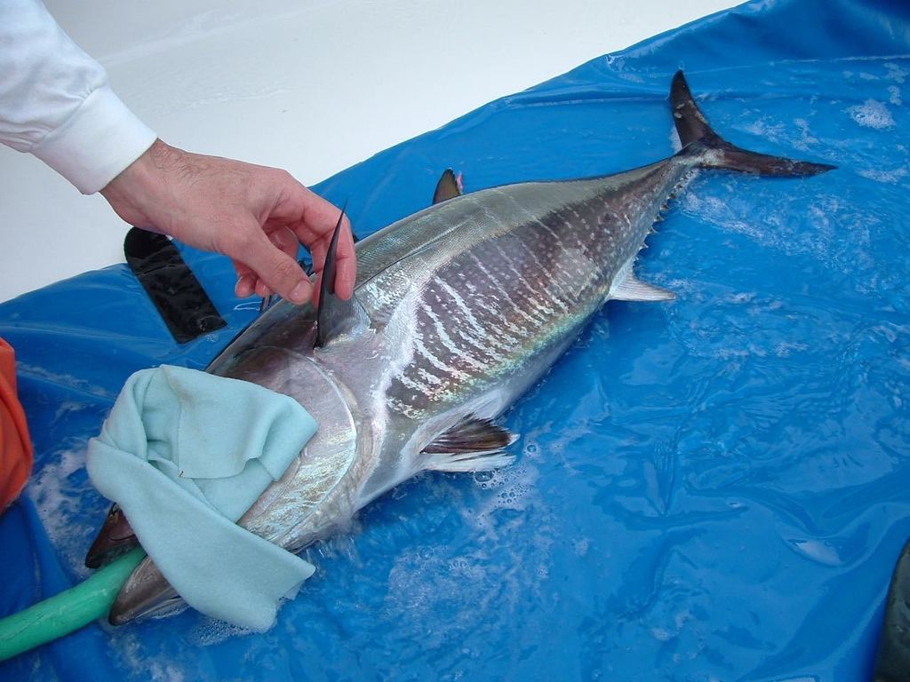 Atlantic Bluefin Tuna