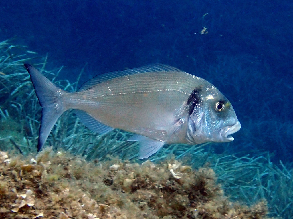 Gilthead Seabream