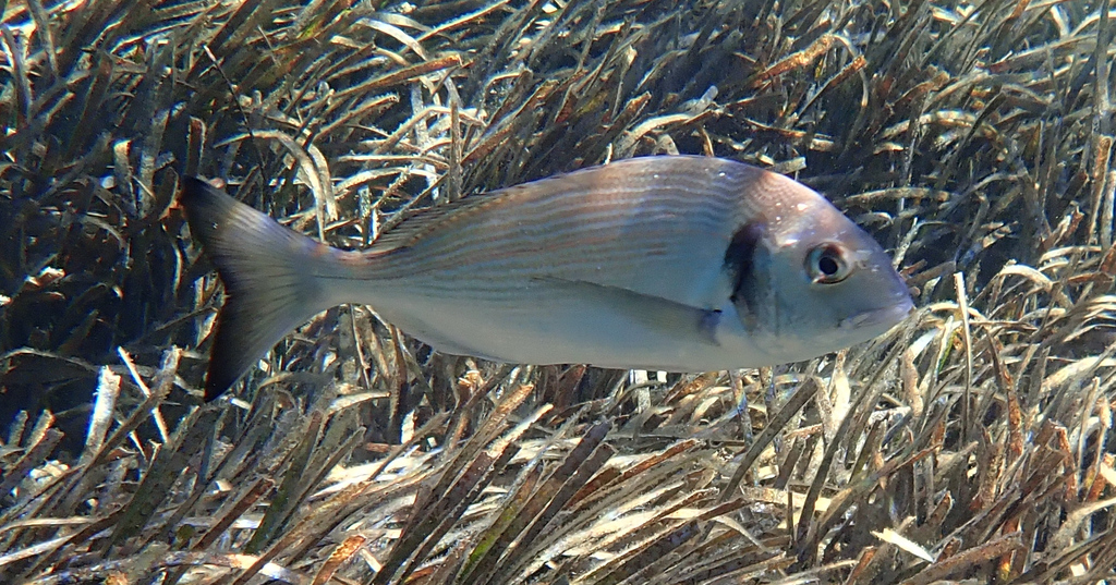 Dorade royale