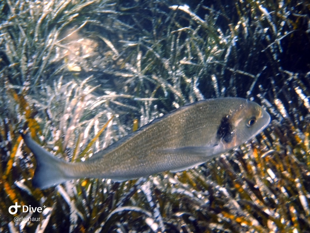 Dorade royale