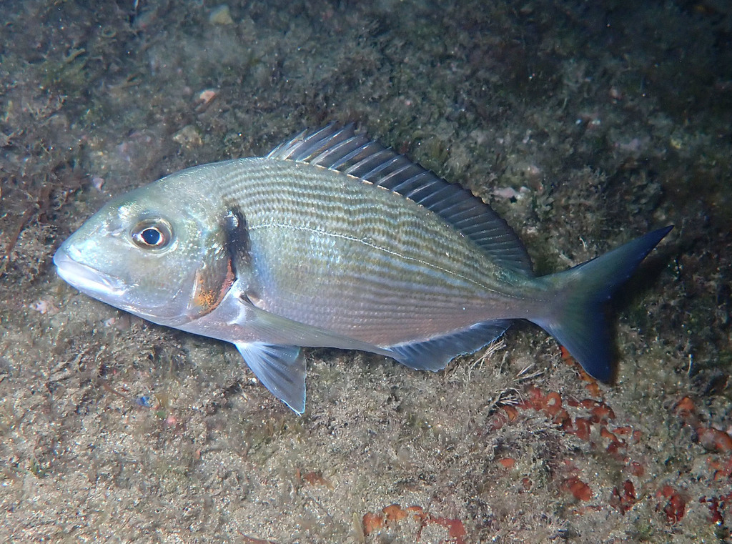 Dorade royale