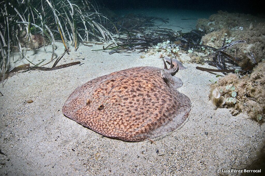 Marbled Torpedo