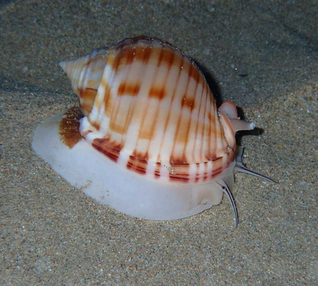 Mediterranean bonnet snail