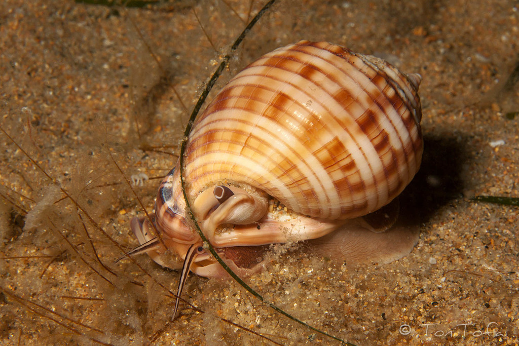 Mediterranean bonnet snail