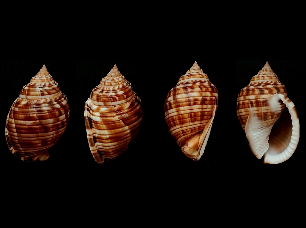Mediterranean bonnet snail