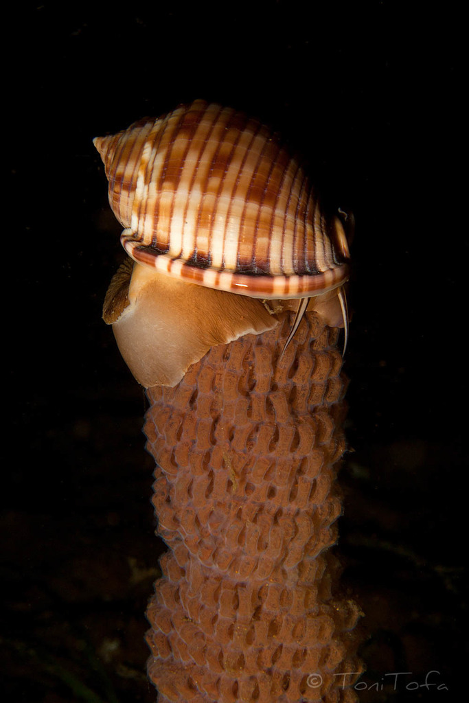 Mediterranean bonnet snail
