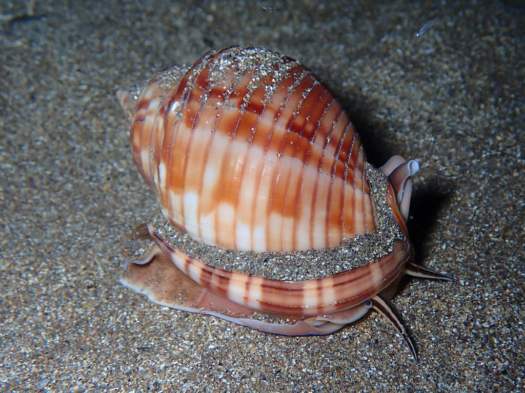 Mediterranean bonnet snail