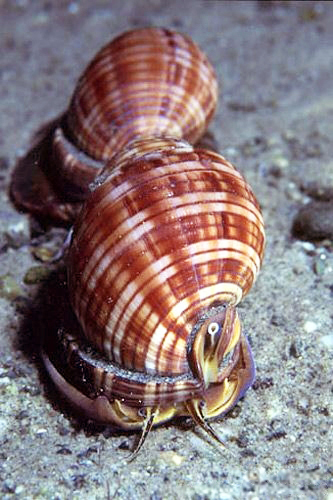 Mediterranean bonnet snail