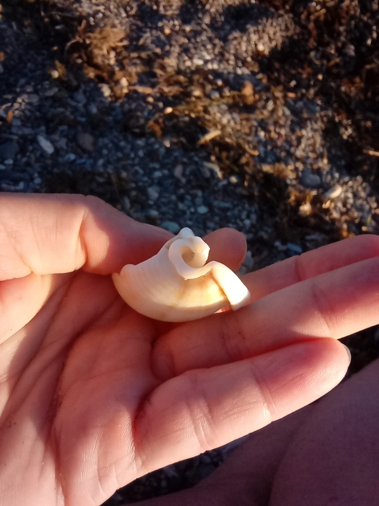 Mediterranean bonnet snail