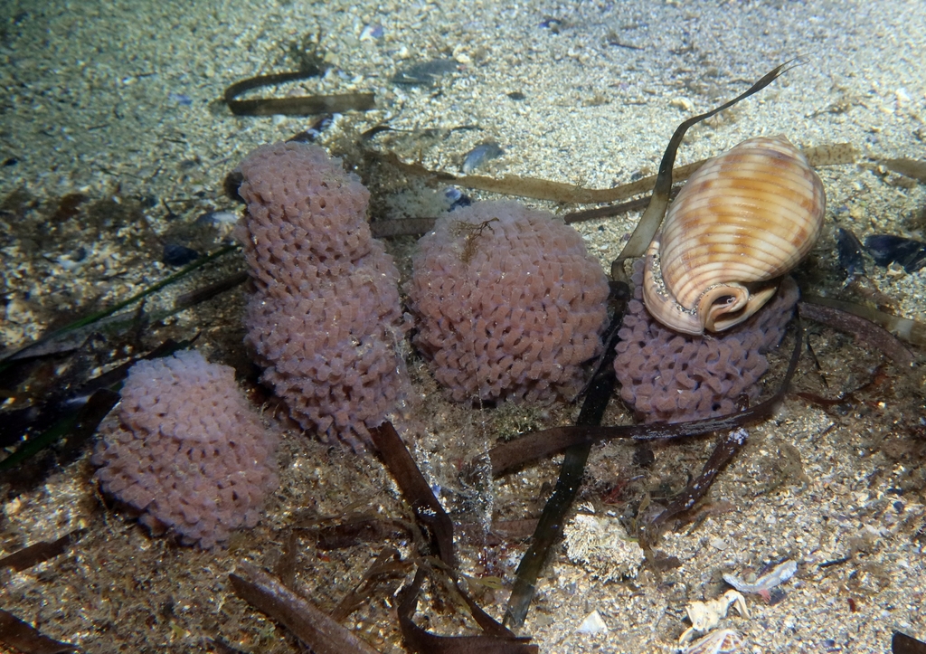 Mediterranean bonnet snail