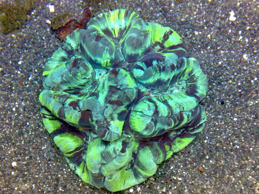 Trachyphyllia