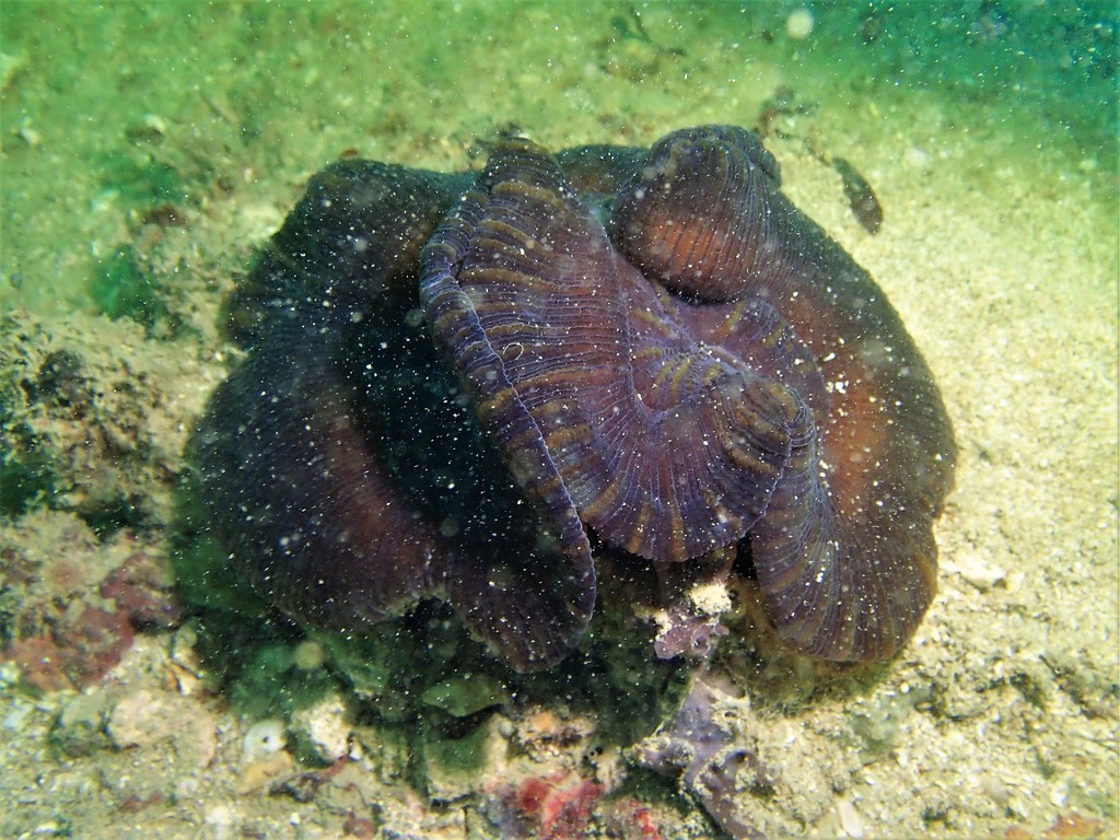 Trachyphyllia