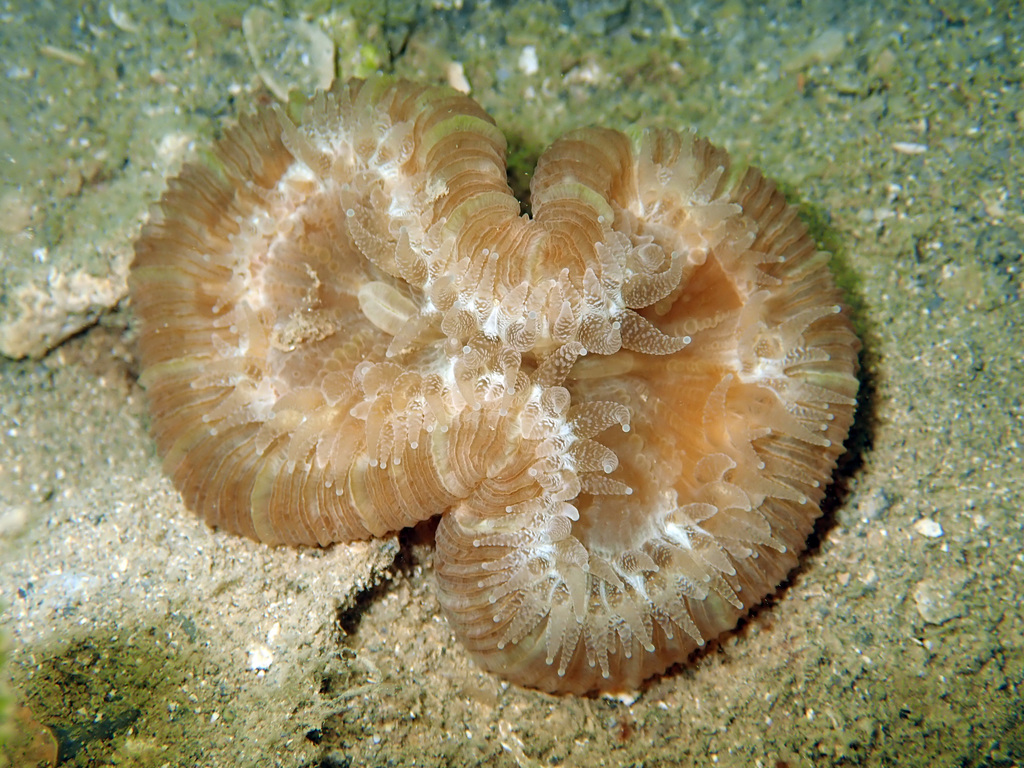Trachyphyllia