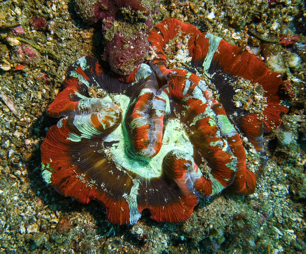 Trachyphyllia