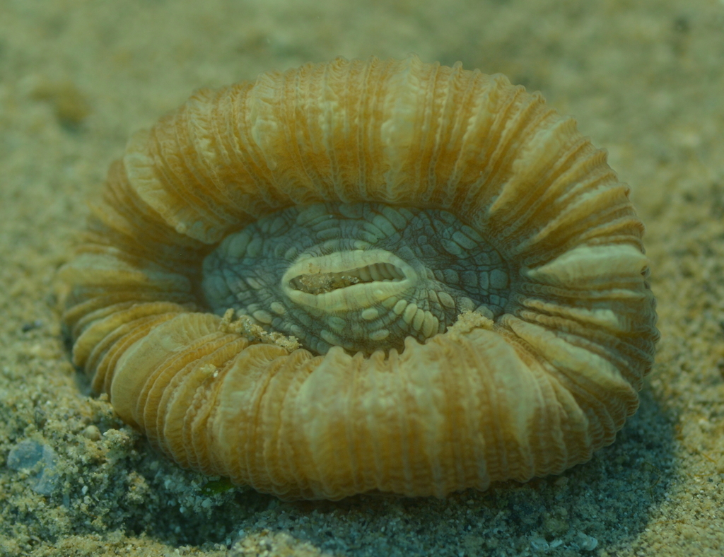 Trachyphyllia