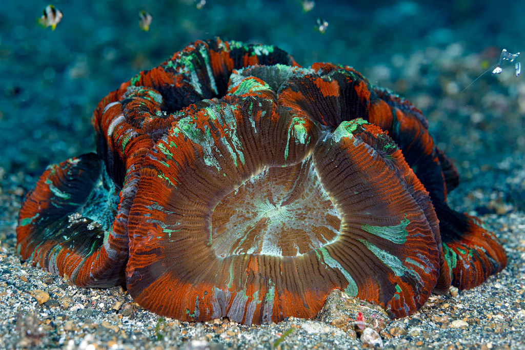 Banana Coral