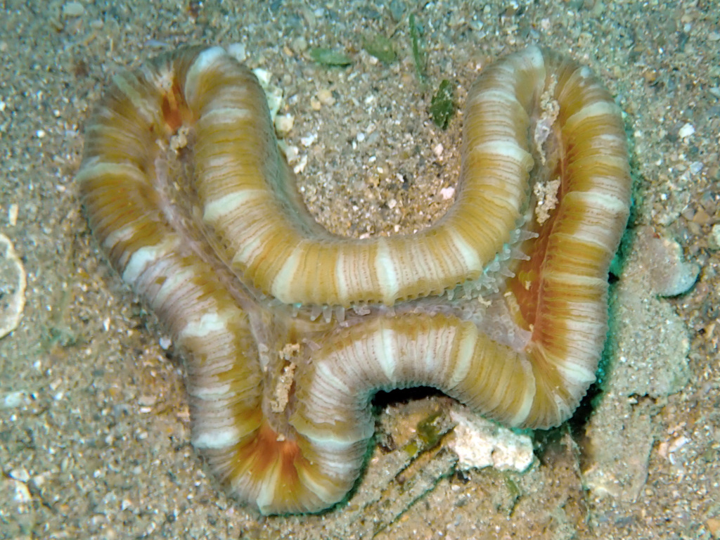 Trachyphyllia