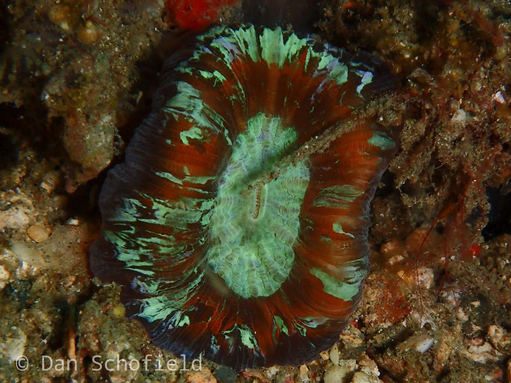 Trachyphyllia