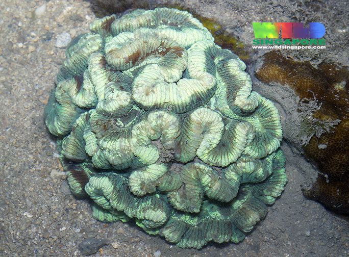 Trachyphyllia