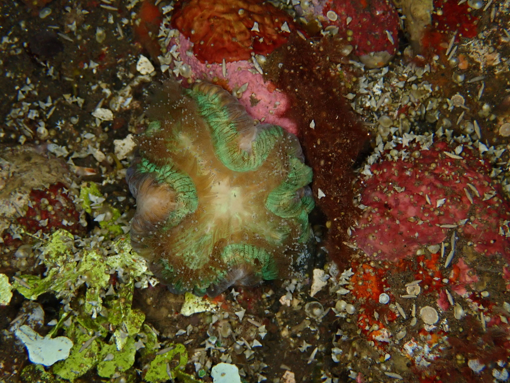 Trachyphyllia
