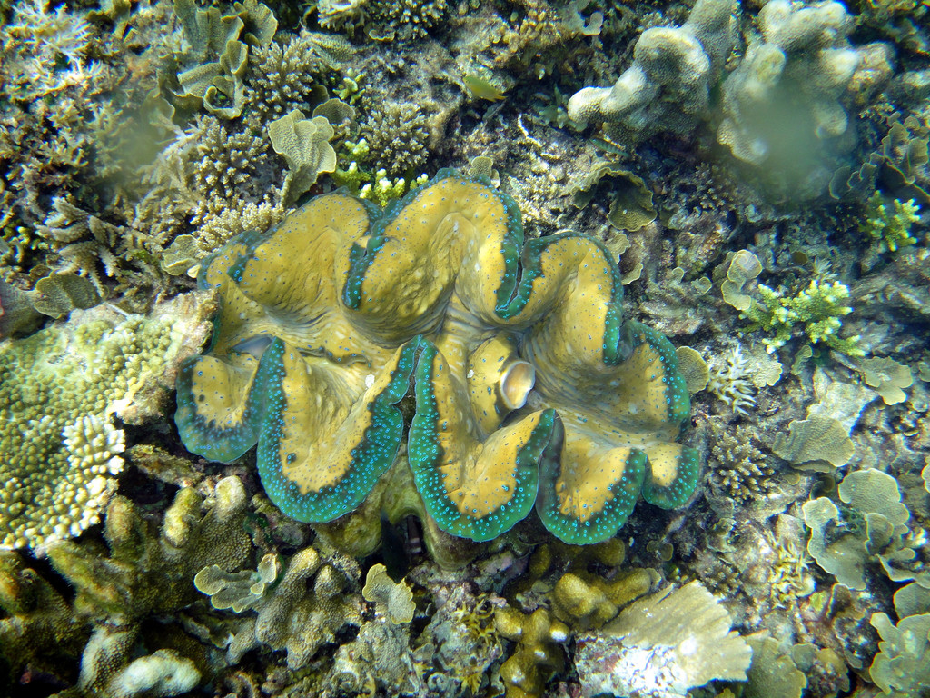 Bénitier géant