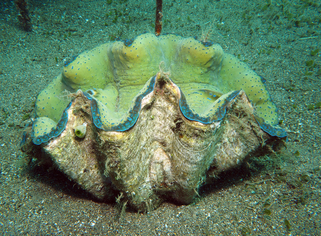 Bénitier géant