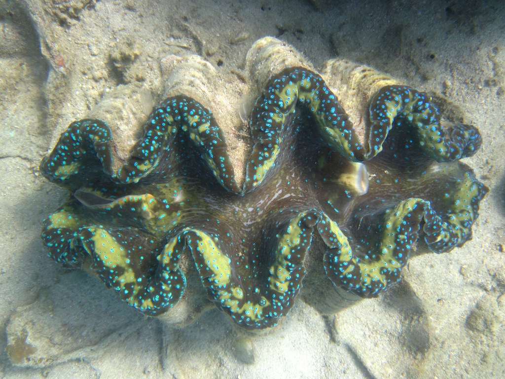 Bénitier géant
