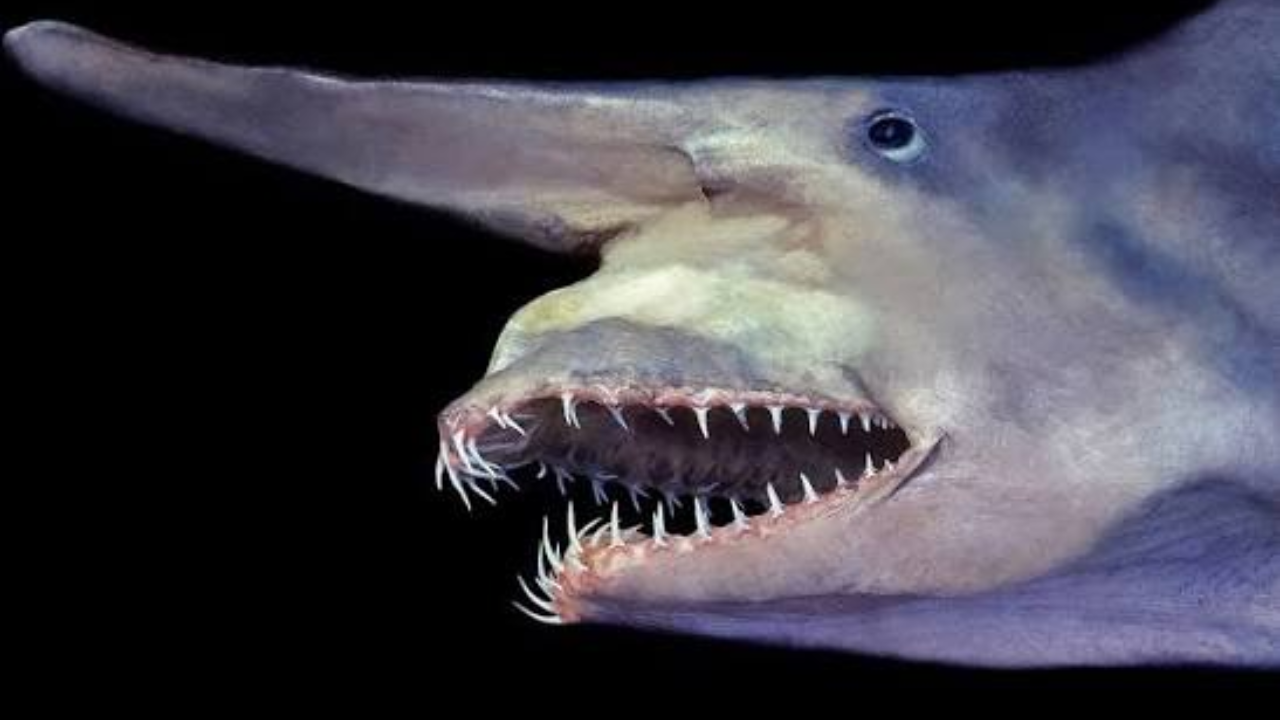 Goblin Shark