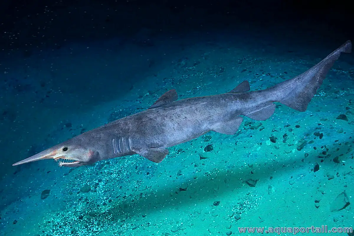 Goblin Shark
