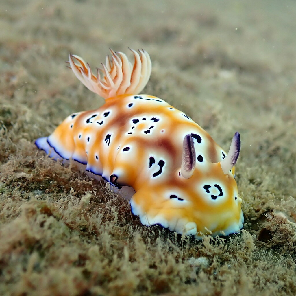 Leopard Nudibranch