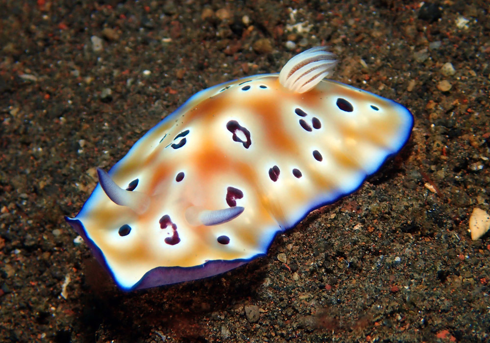 Leopard Nudibranch