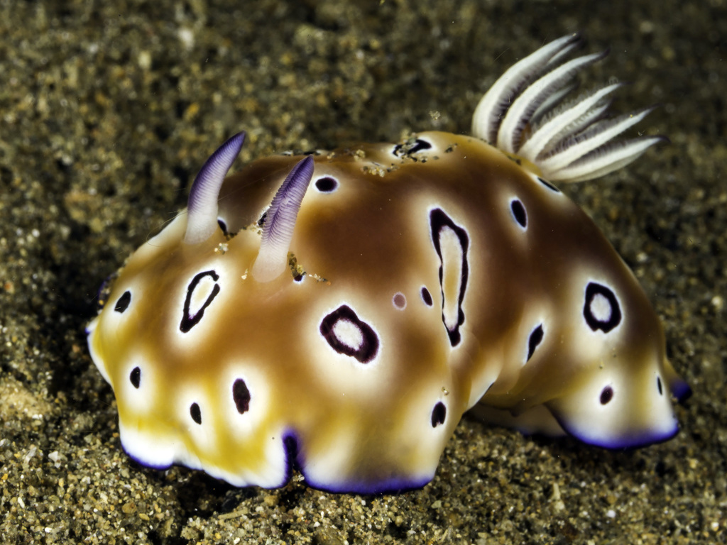 Leopard Nudibranch