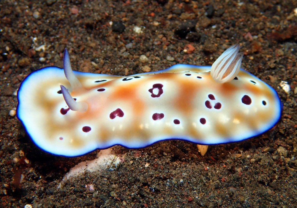 Leopard Nudibranch