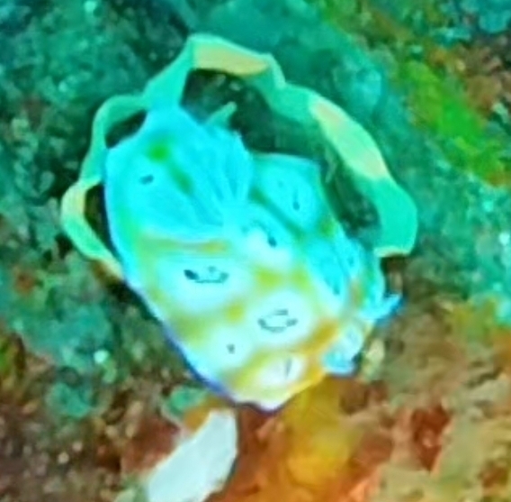 Leopard Nudibranch
