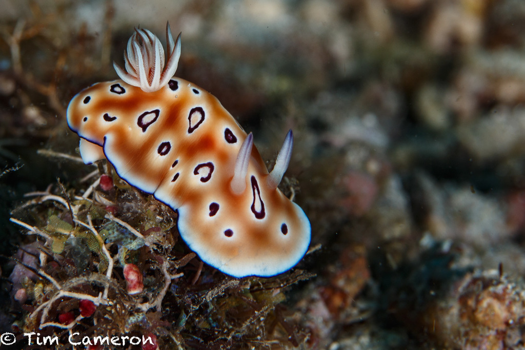 Leopard Nudibranch