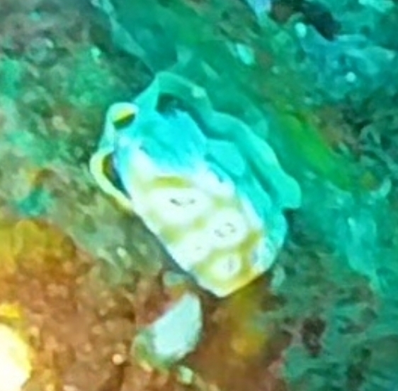 Leopard Nudibranch