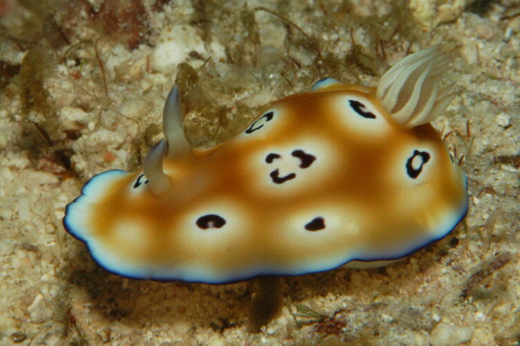 Leopard Nudibranch