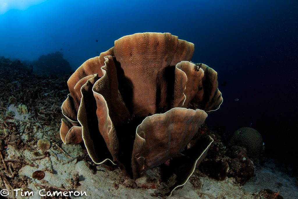 Salad Coral