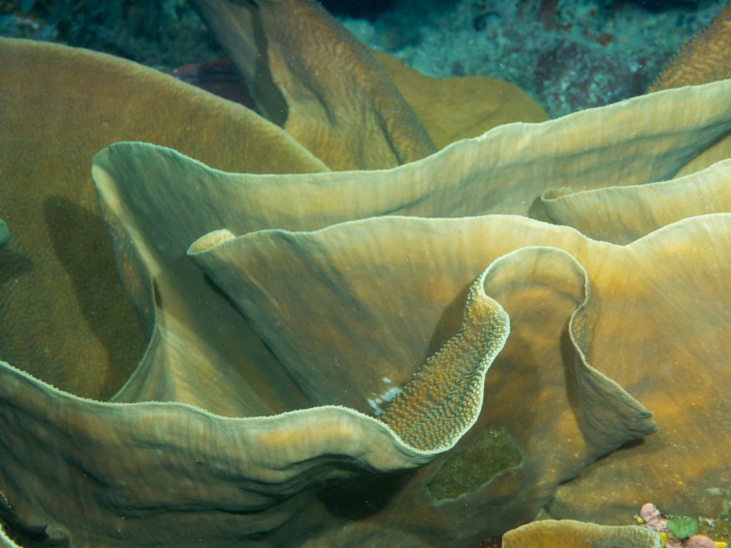 Salad Coral